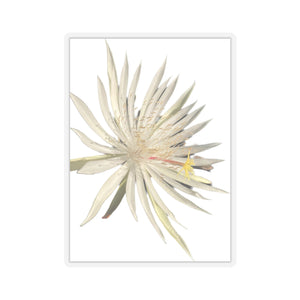 Epiphyllum flower sticker 2”x2” - Jungle Vibes and Vines
