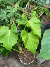Load image into Gallery viewer, Philodendron giganteum - Jungle Vibes and Vines
