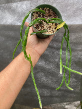 Load image into Gallery viewer, Rhipsalis paradoxa - Jungle Vibes and Vines
