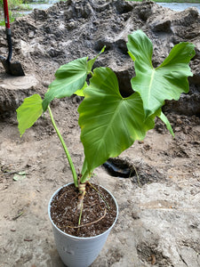 Philodendron giganteum - Jungle Vibes and Vines