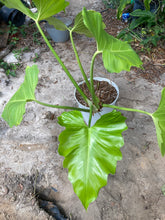 Load image into Gallery viewer, Philodendron giganteum - Jungle Vibes and Vines
