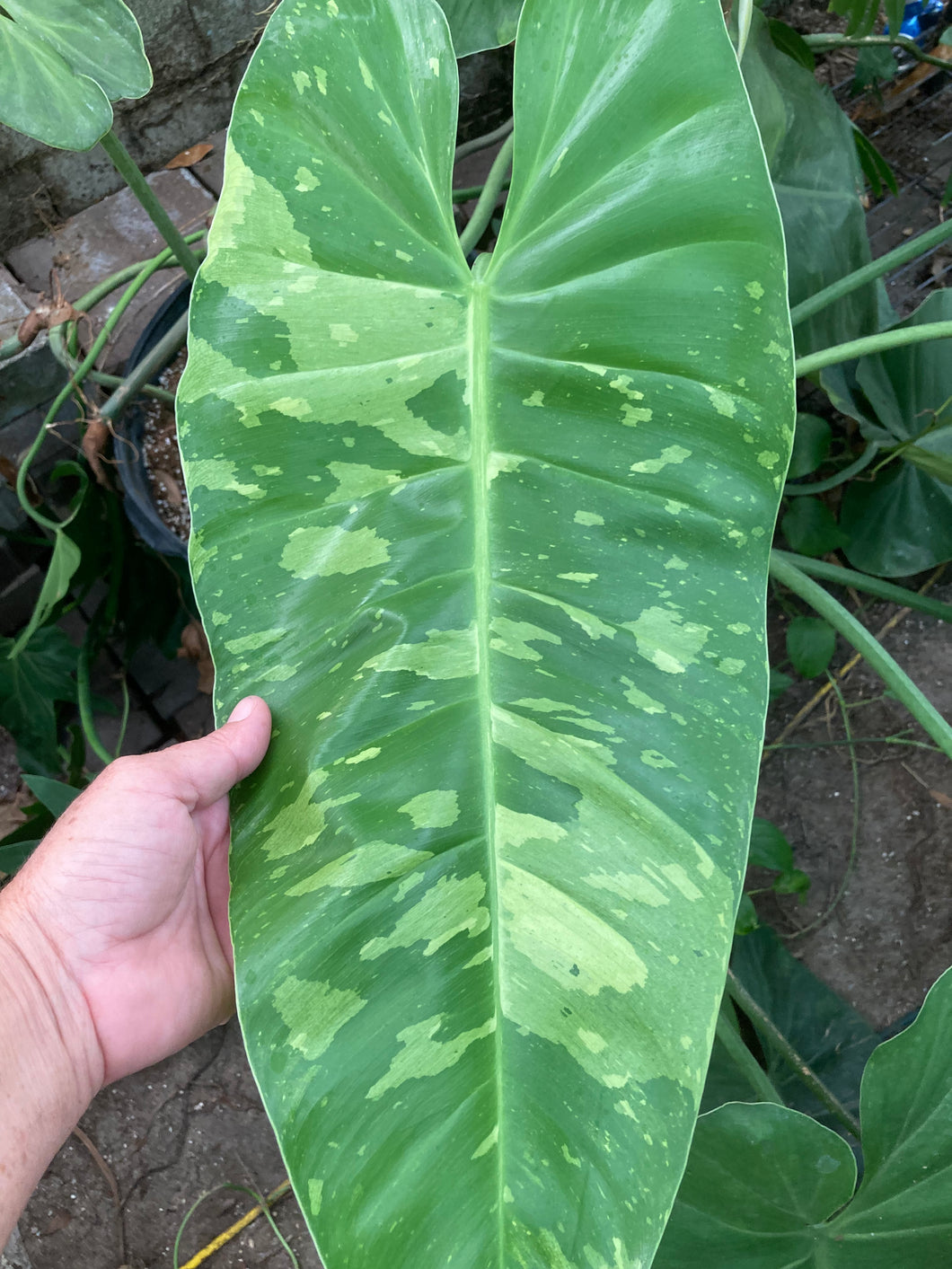 Philodendron Jose Buono Node UNROOTED - Jungle Vibes and Vines