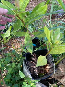 Cashew trees, 3 gallon pot size - Jungle Vibes and Vines
