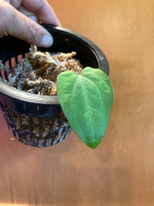 Anthurium ace of spades - Jungle Vibes and Vines