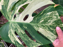 Load image into Gallery viewer, Monstera Aurea - Jungle Vibes and Vines
