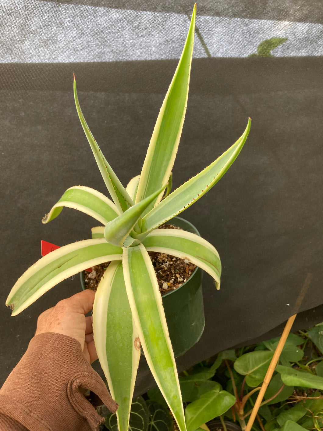 Variegated Agave - Jungle Vibes and Vines