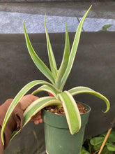 Load image into Gallery viewer, Variegated Agave
