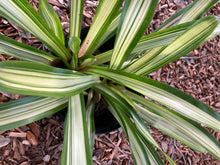 Load image into Gallery viewer, Variegated Bromeliads
