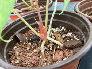 Clarinervium x pedatoradiatum seedlings - Jungle Vibes and Vines