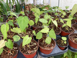 Clarinervium x pedatoradiatum seedlings - Jungle Vibes and Vines