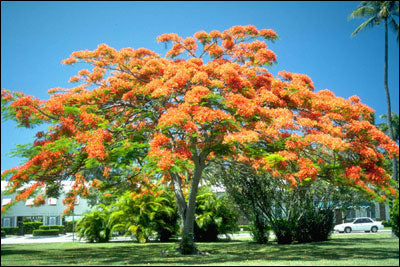 Royal poinciana trees