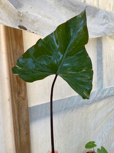 Philodendron Dark lord One node cutting - Jungle Vibes and Vines