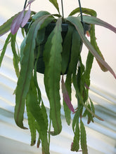 Load image into Gallery viewer, Pseudorhipsalis Ramulosa - Jungle Vibes and Vines
