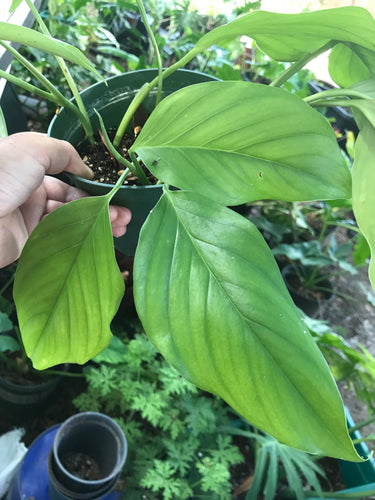 Monstera Acaoyaguensis - Jungle Vibes and Vines