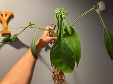 Load image into Gallery viewer, Philodendron Joepii - Jungle Vibes and Vines

