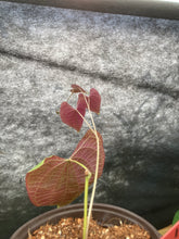 Load image into Gallery viewer, Dioscorea discolor pot #1 - Jungle Vibes and Vines
