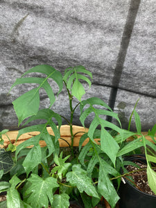 Epipremnum Pinnatum cutting - Jungle Vibes and Vines