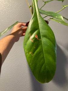 Philodendron Joepii - Jungle Vibes and Vines
