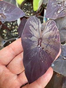 Electric blue gecko colocasia - Jungle Vibes and Vines