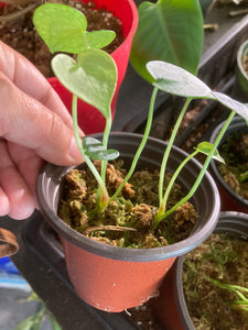 Anthurium clarinervium - Jungle Vibes and Vines