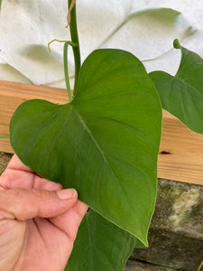 Philodendron Microstictum cutting - Jungle Vibes and Vines