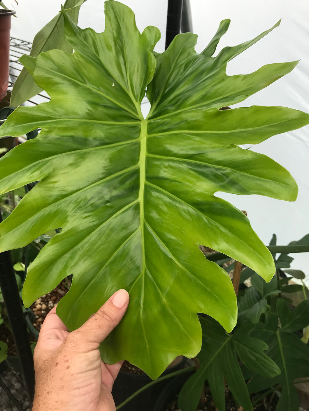 Philodendron Lacerum - Jungle Vibes and Vines
