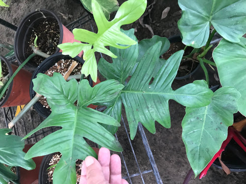 Cutting of Philodendron Pedatum - Jungle Vibes and Vines
