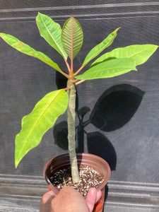 Seed grown Plumeria - Jungle Vibes and Vines