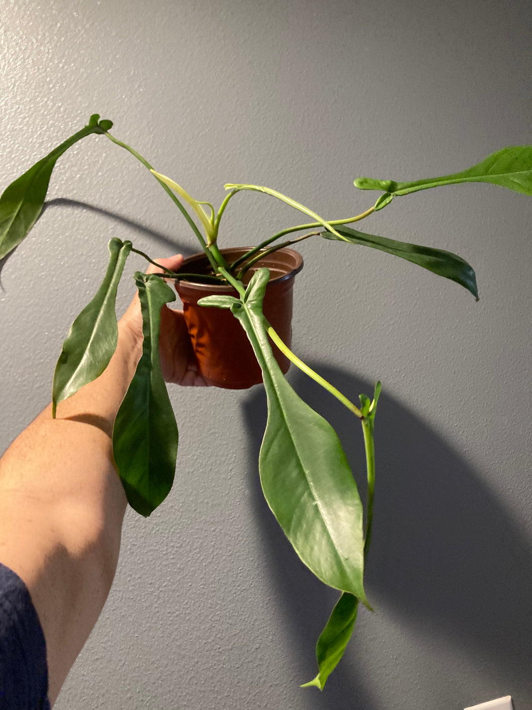 Philodendron Joepii - Jungle Vibes and Vines