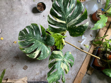 Load image into Gallery viewer, Monstera Thai constellation - Jungle Vibes and Vines
