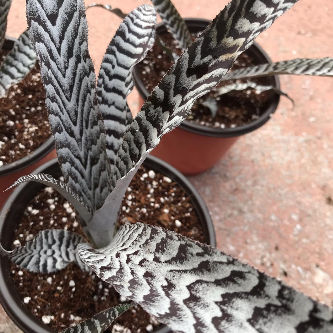 Cryptanthus Absolute Zero - Jungle Vibes and Vines