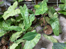 Load image into Gallery viewer, Mystery Box mix of 4 plant nodes or cuttings of Philodendron Syngonium Anthurium Monstera - Jungle Vibes and Vines
