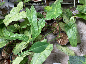 Mystery Box mix of 4 plant nodes or cuttings of Philodendron Syngonium Anthurium Monstera - Jungle Vibes and Vines