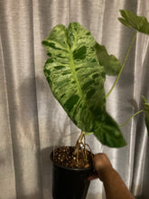 Load image into Gallery viewer, Mystery Box mix of 4 plant nodes or cuttings of Philodendron Syngonium Anthurium Monstera - Jungle Vibes and Vines
