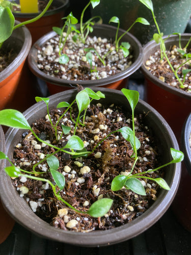 Anthurium gracile seedlings - Jungle Vibes and Vines