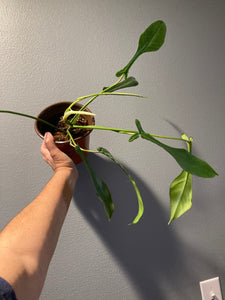 Philodendron Joepii - Jungle Vibes and Vines