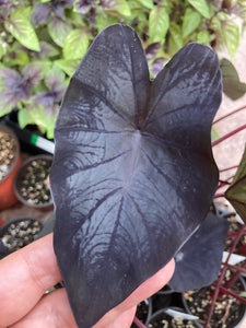 Tea Party Colocasia - Jungle Vibes and Vines